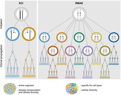 X-Chromosome Inactivation and Autosomal Random Monoallelic Expression as “Faux Amis”